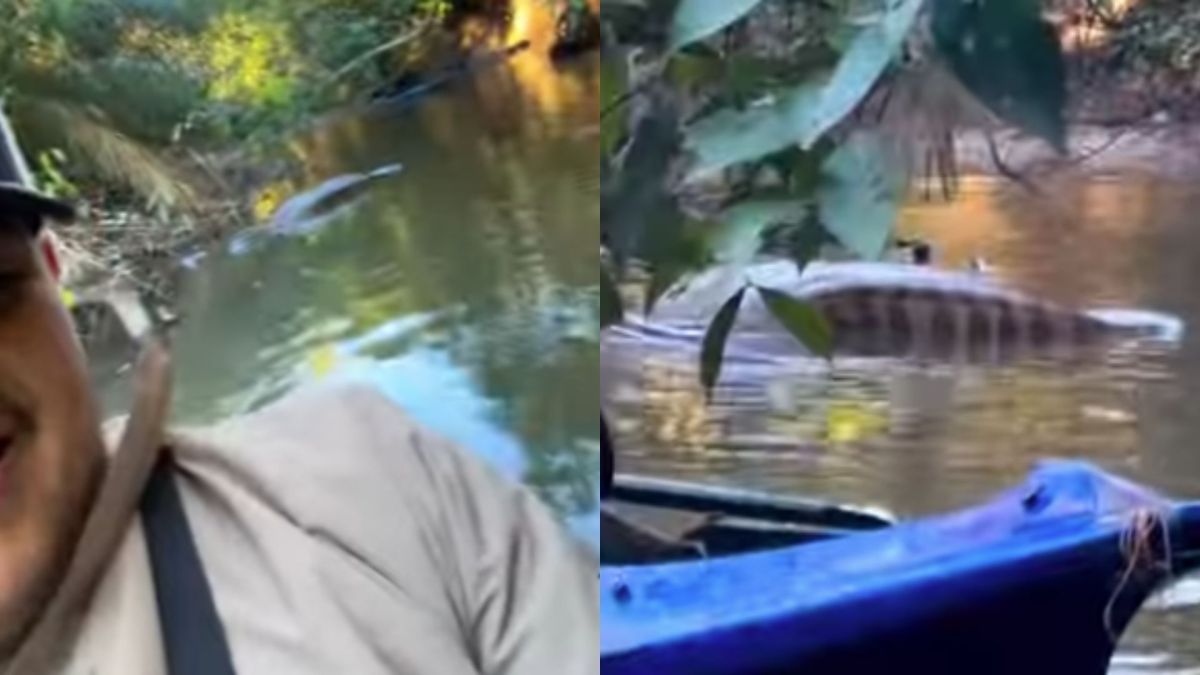 Pescador encontra sucuri gigante descansando de barriga cheia em rio do MS