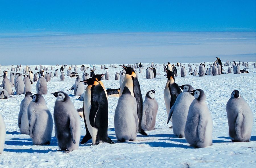 Pinguins-imperadores irão desparecer até 2100: motivo é a transformação do gelo costeiro da Antártida