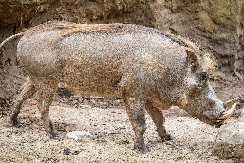 “Pumba” brasileiro tem sessão de pedicure para alinhar os cascos
