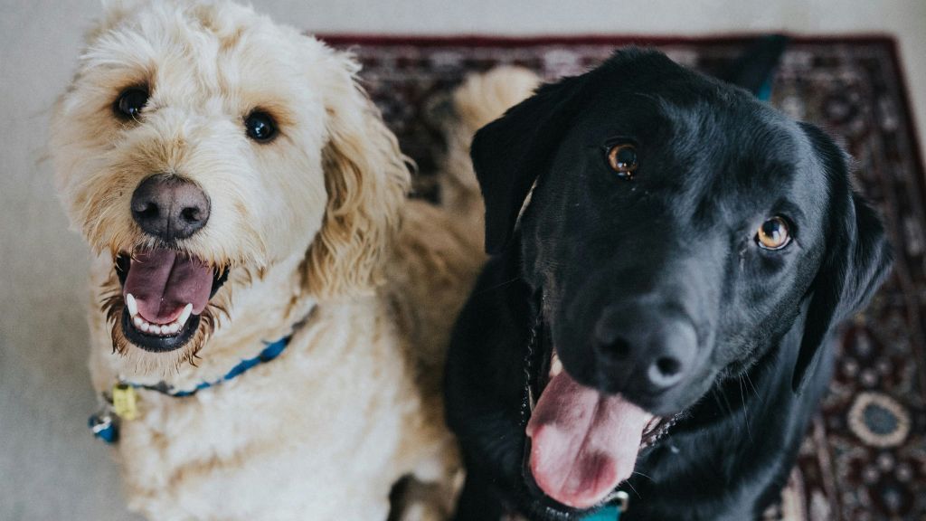 Queda de pelo em cães: quando é normal e quando pode ser problema de saúde
