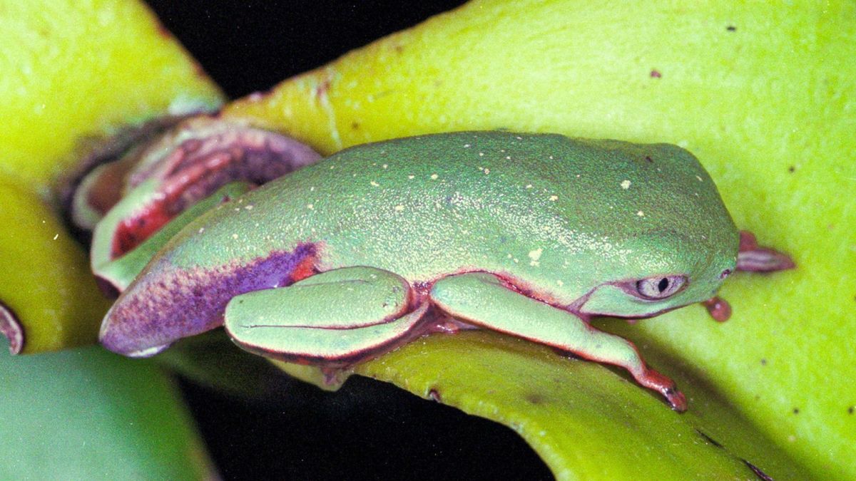 Vírus letal provoca redução de 83% de pererecas em reserva de SC