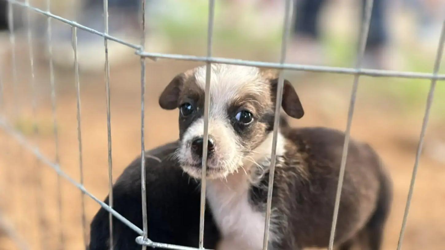 Adoção responsável e acolhimento no combate ao abandono de animais em Porto Velho