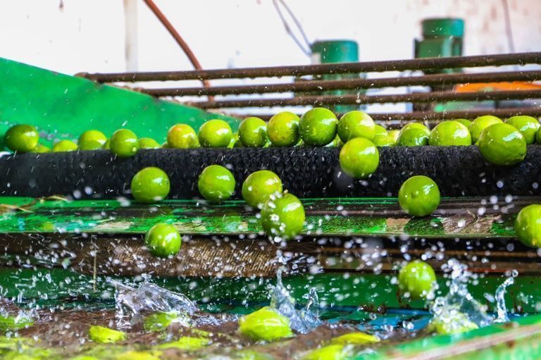 Além do sabor: o que o mercado internacional exige da fruta brasileira