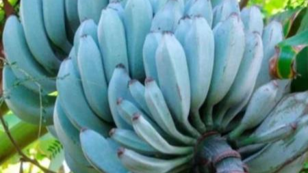 Banana blue: conheça a fruta azul tem sabor de sorvete de baunilha