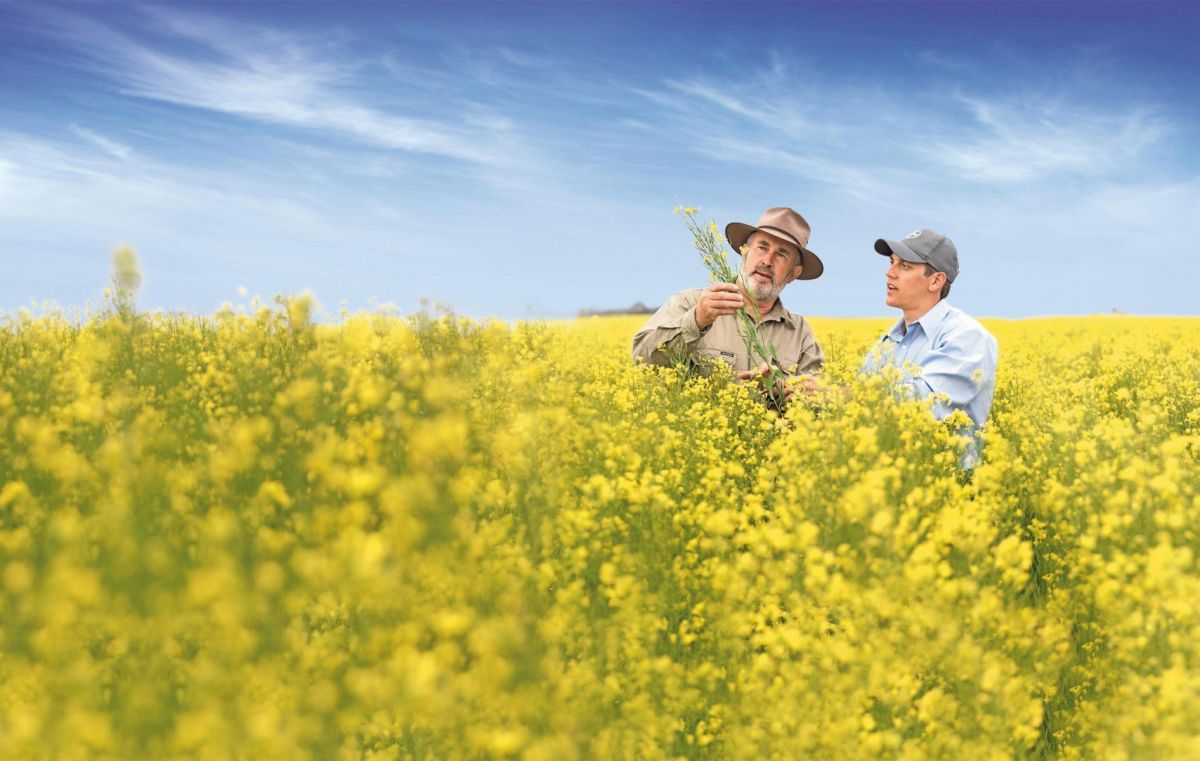 Bayer e Neste fecham acordo para ampliar canola para biocombustíveis