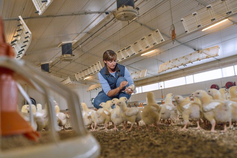 Boehringer amplia vendas em mais de 30% na avicultura no 2º trimestre