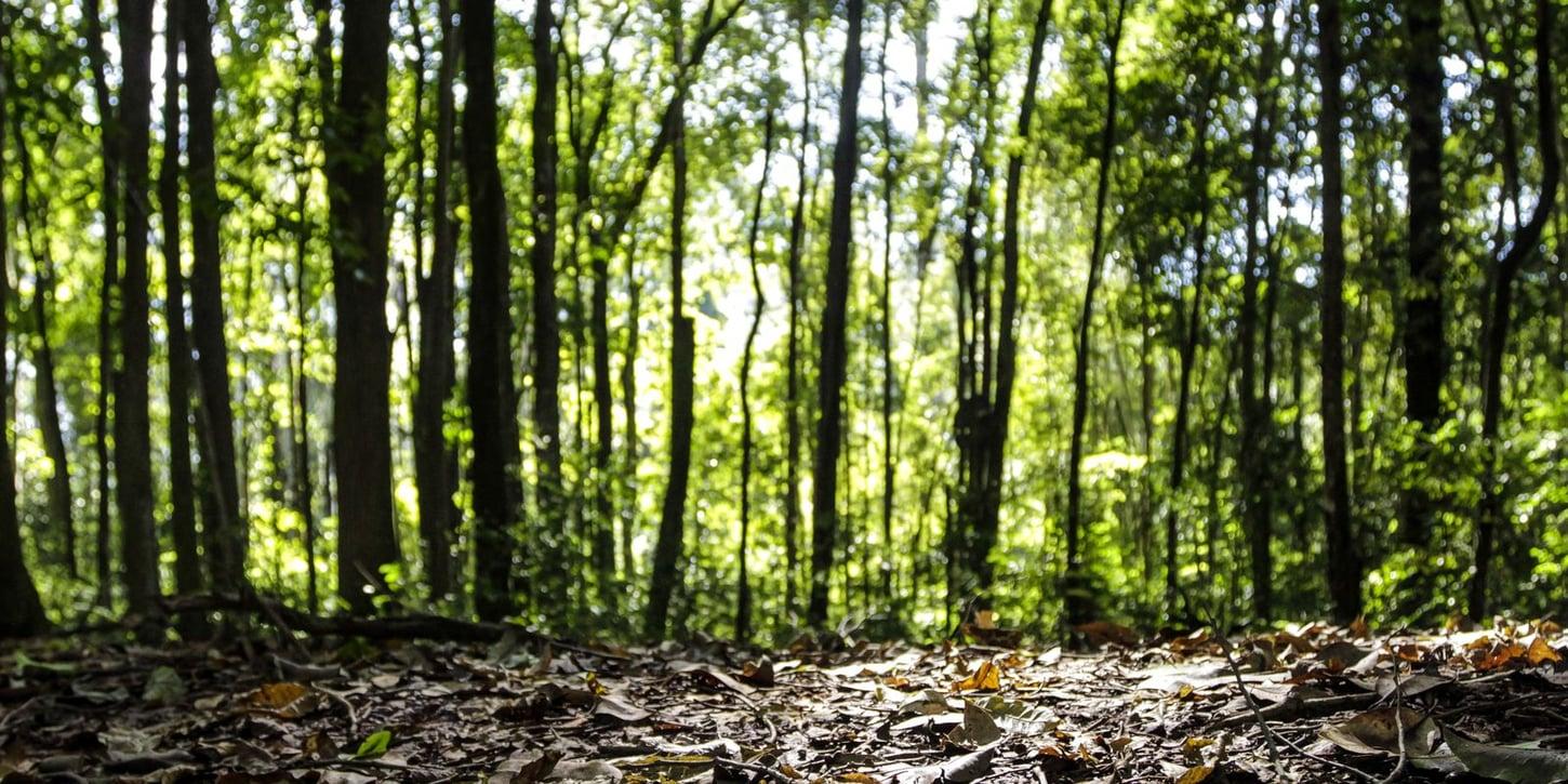 Brasil atinge recorde histórico de R$ 47,9 bilhões na produção florestal em 2025