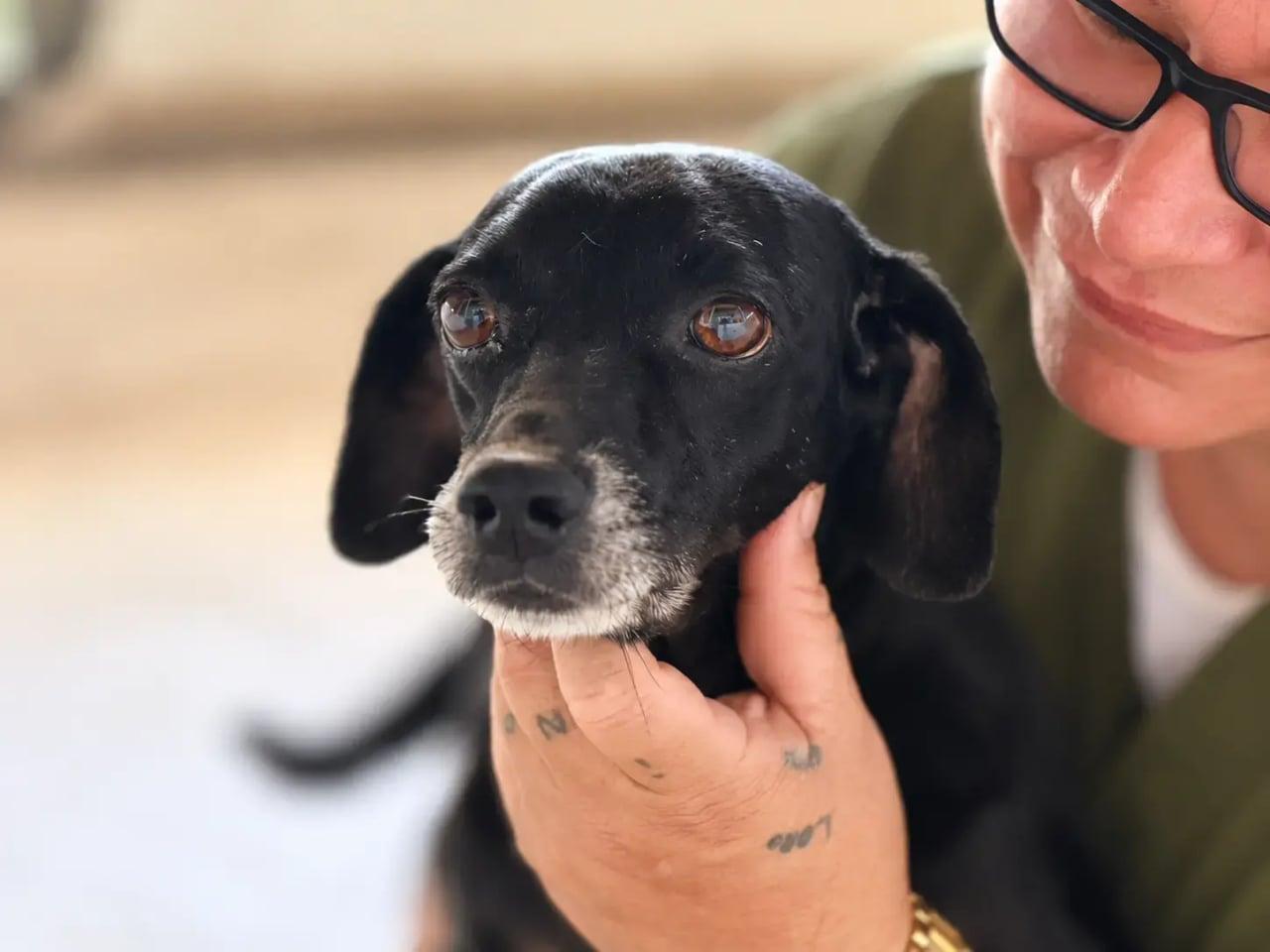 Cachorro Tropical supera grave ferimento e busca uma nova família