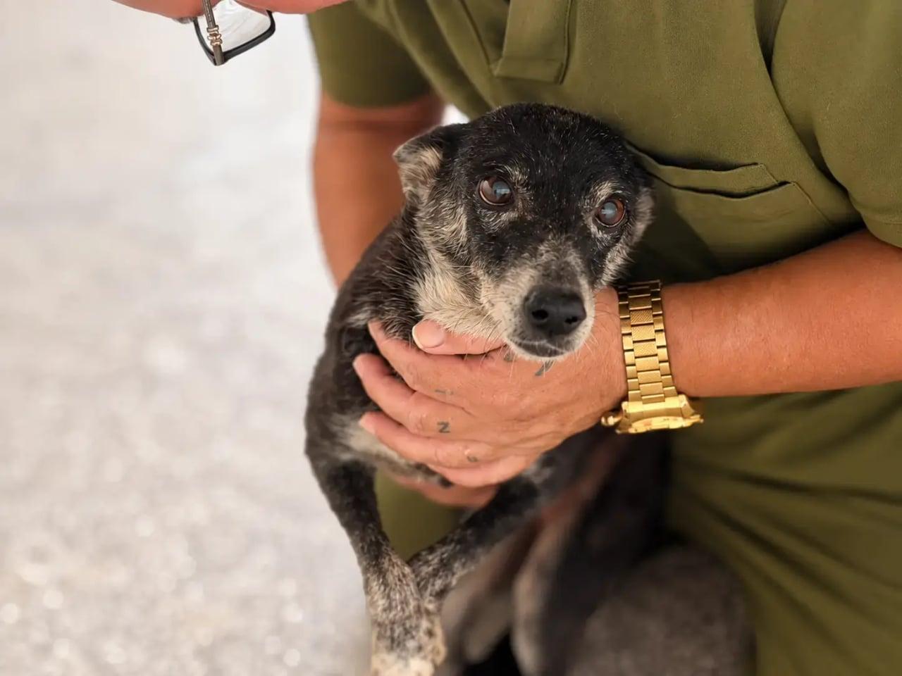 Cães resgatados em Porto Velho têm novas chances graças a histórias de superação