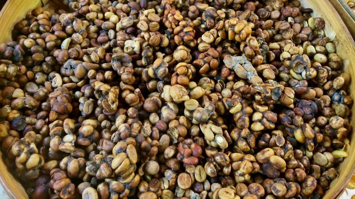 Café extraído de fezes de animal foi criado por escravos e hoje em dia o quilo importado pode custar mais de R$ 14 mil