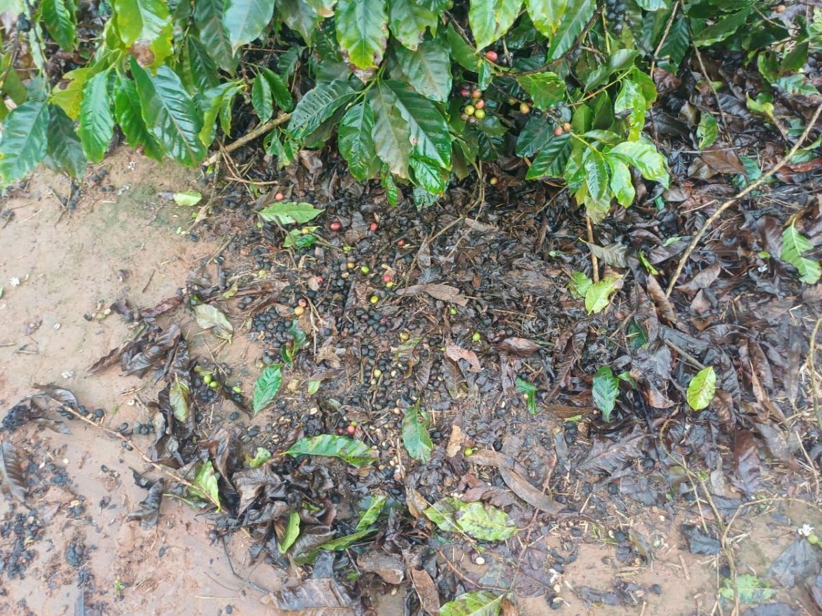 Chuva trava fim da colheita de café e ameaça qualidade dos grãos