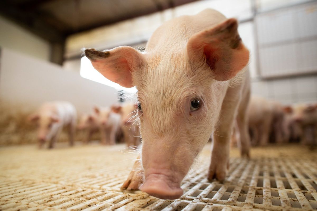 Com crédito de R$ 250 milhões, suinocultura avança em Mato Grosso do Sul
