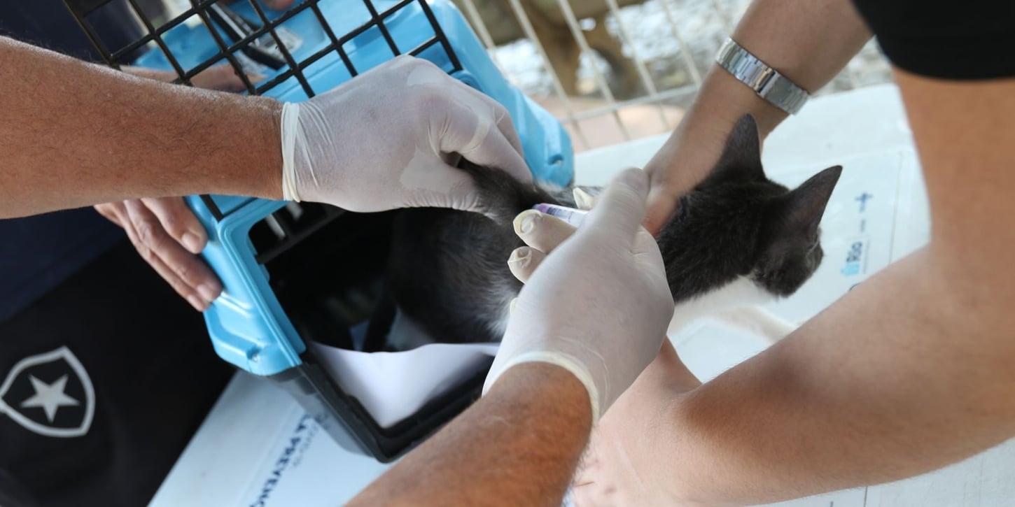 Confirmado caso de raiva em cão no Rio de Janeiro