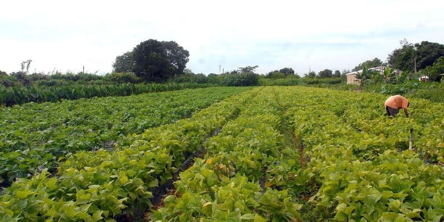 Crédito de R$ 64,3 milhões para segurança alimentar e povos indígenas
