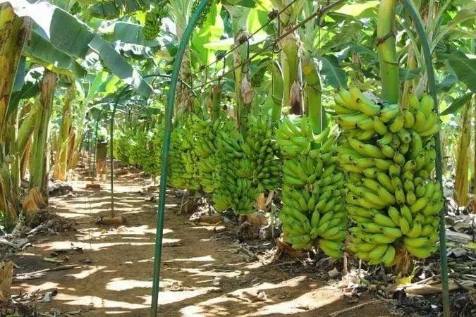 Destaque da produção de banana em Porto Velho e apoio aos agricultores