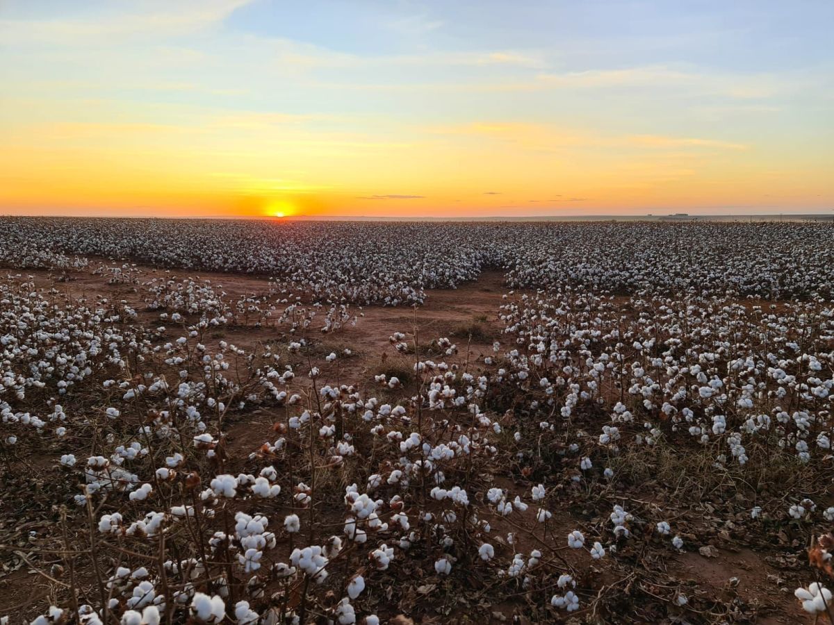 Estimativa de produtividade do algodão sobe em Mato Grosso