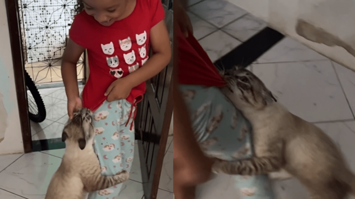 Gato aguarda o melhor momento para dar o “bote” em criança durante brincadeira; veja vídeo