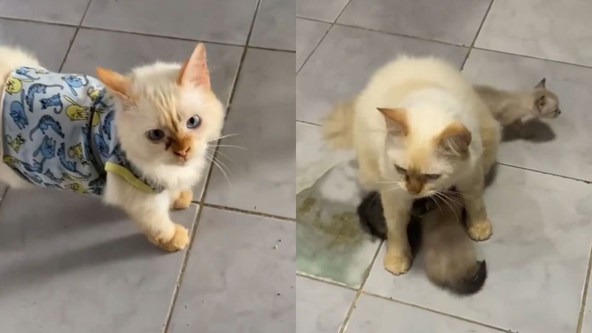 Gato que cuidava de filhotes órfãos em abrigo é adotado, mas adoece de saud