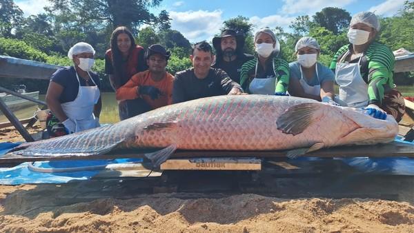 Gigante Pirarucu é Pescado em Costa Marques, Rondônia