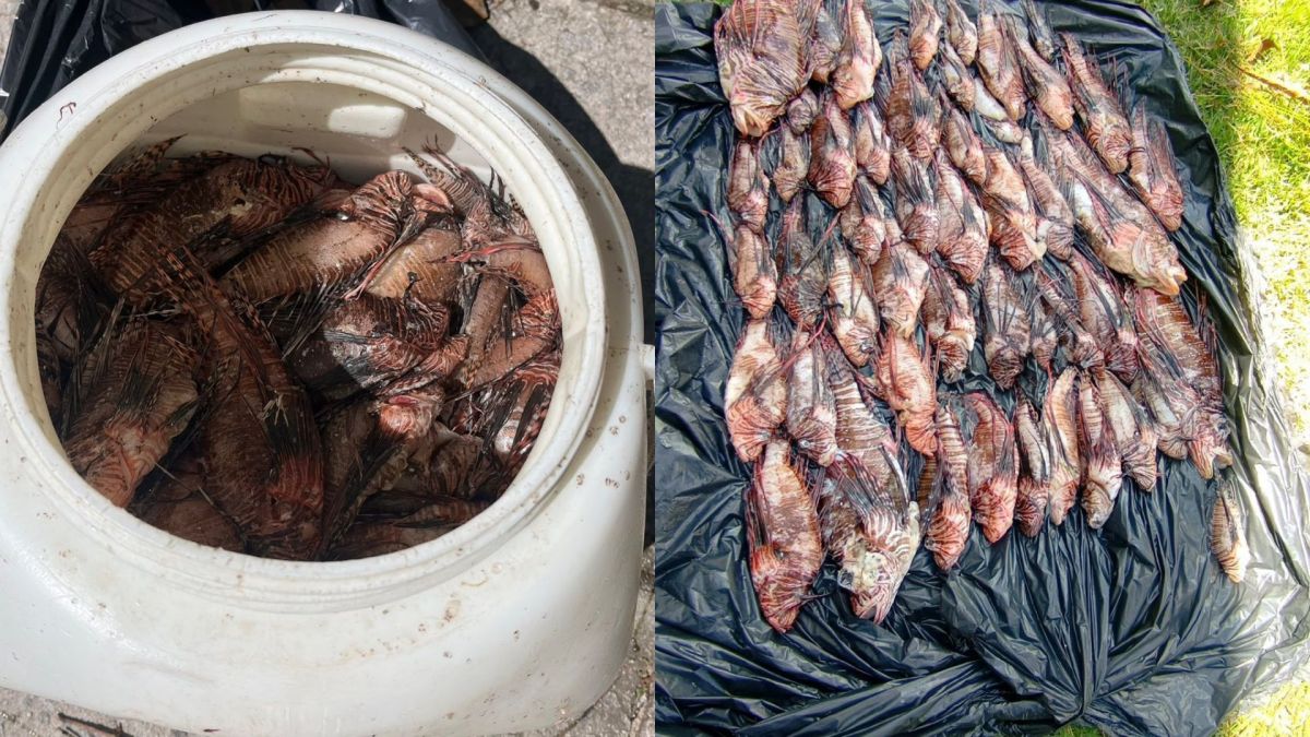 Mais de 400 peixes-leão capturados em Porto Seguro; predador ameaça espécies nativas