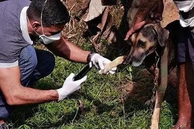Médico-Veterinário: Uma Vocação que Transforma Cuidado em Proteção