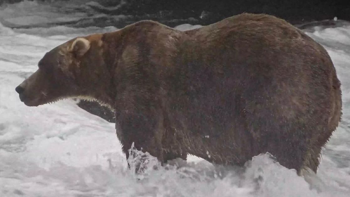 O urso ‘mais gordo’ do Alasca se chama Mochila, tem mãe famosa e é descrito como ‘gigante gentil’