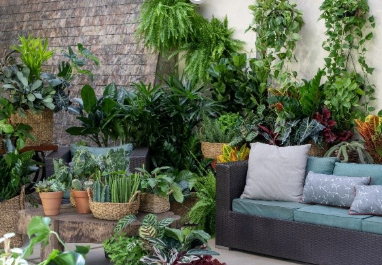 “Plante Ar Puro”: floricultura brasileira explora novo argumento de venda