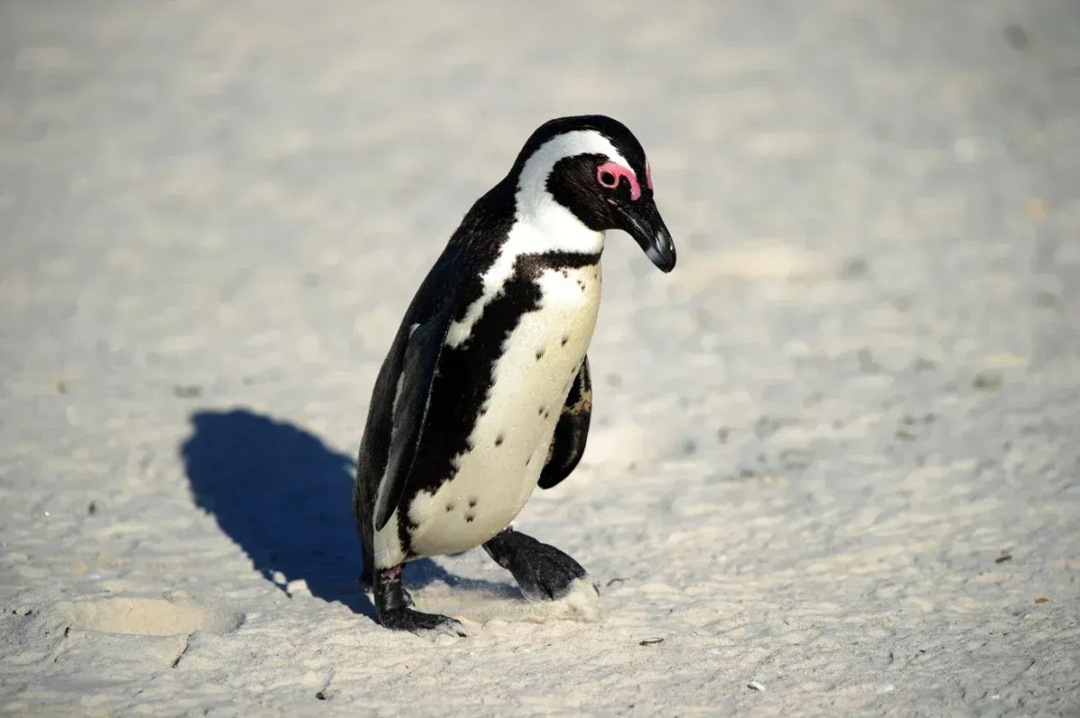 Por que o cocô dos pinguins é rosa? Coloração pode ser vista do espaço e serve para para monitorar a saúde do ecossistema
