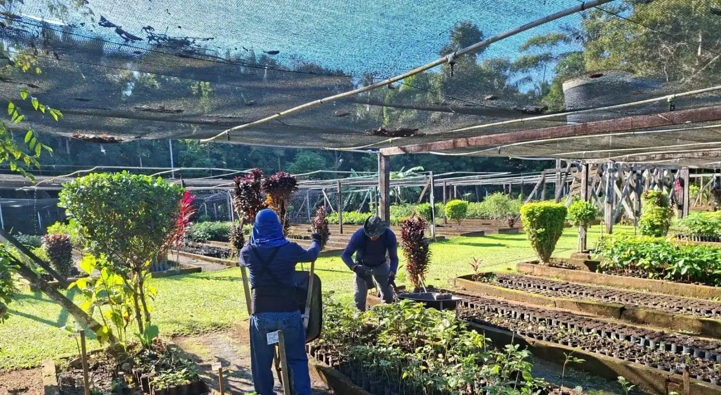 Retomada da distribuição de mudas será feita no momento ideal para o plantio