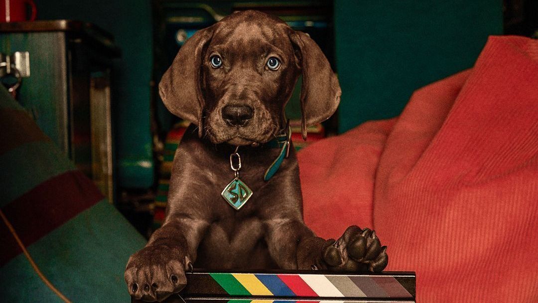 Série “Scooby-Doo: A Origem” tem gravações encerradas, anuncia Netflix