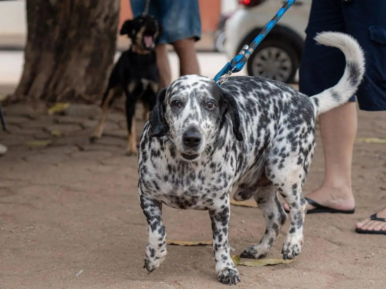 Vacinação contra a raiva segue disponível mesmo após o Dia D