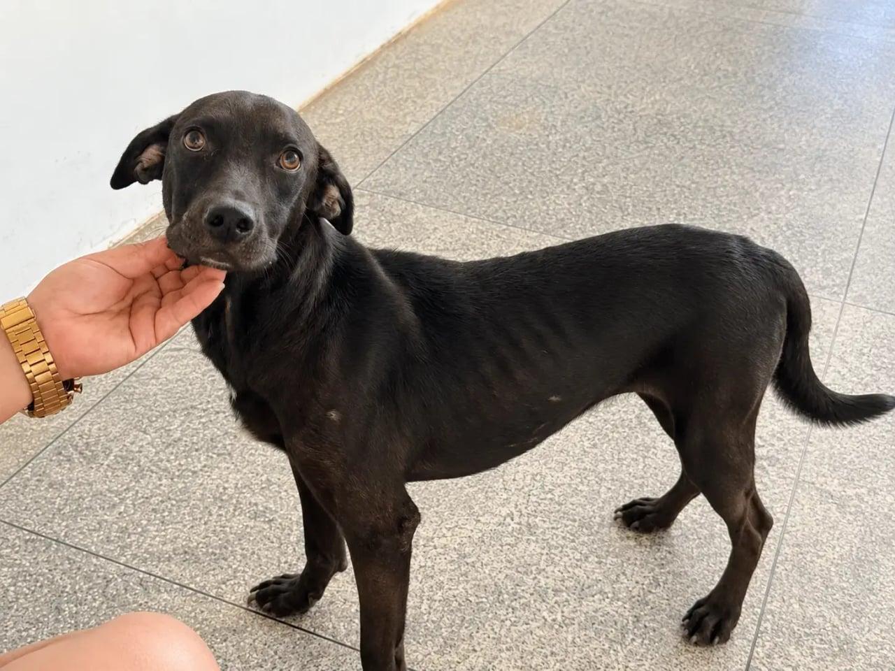 Vini Jr., o cão resgatado durante o jogo do Brasil na Copa do Mundo, anseia por uma nova família