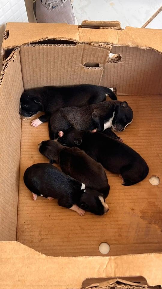 ABANDONO DE ANIMAIS - Seis filhotes são deixados em caixa em frente a comércio de Porto Velho