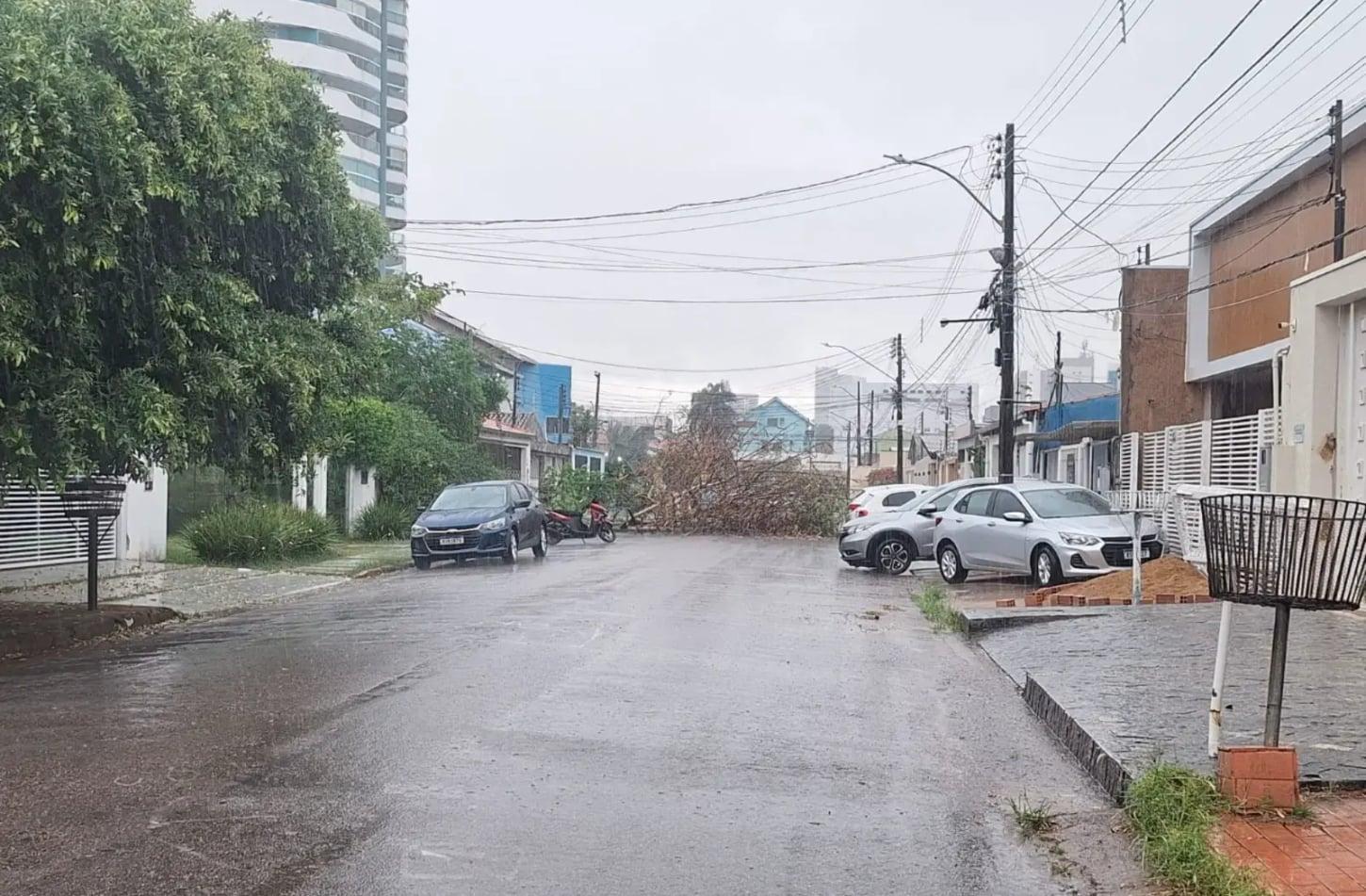 Aumento do risco de queda de árvores com a chegada das chuvas na capital