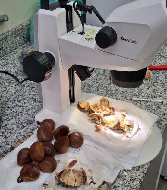 Carga de castanha vinda da Itália é interceptada com praga em SP