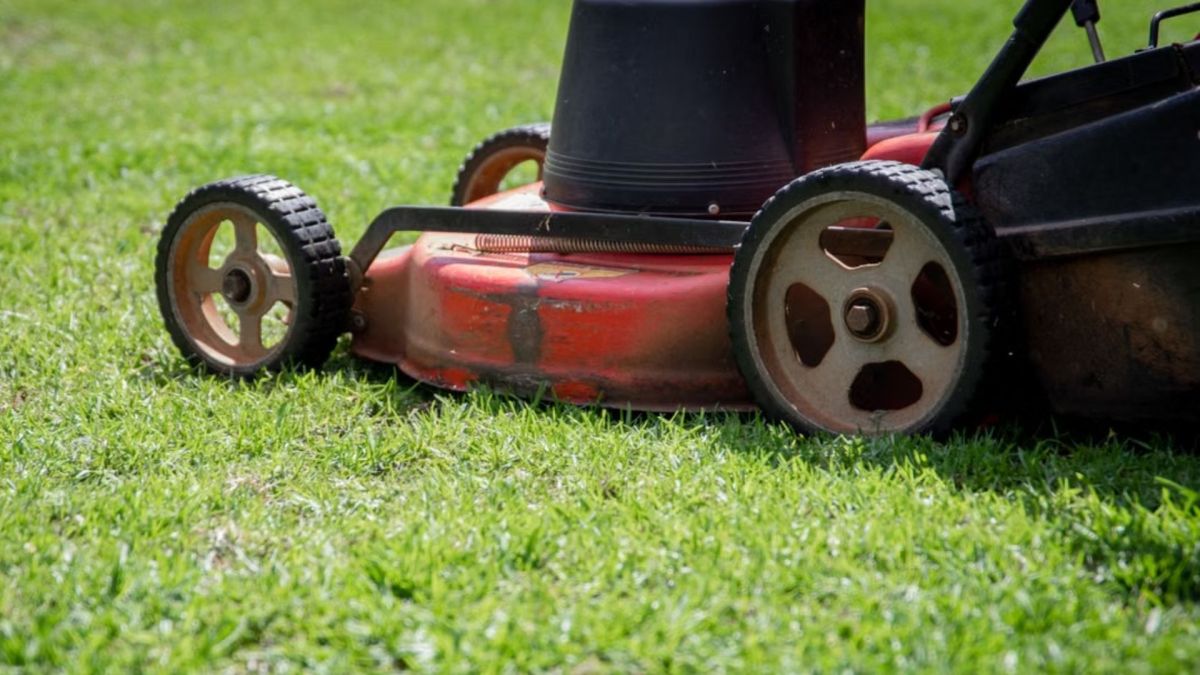 Cortar a grama muito curta na primavera pode matar o jardim: veja a altura ideal