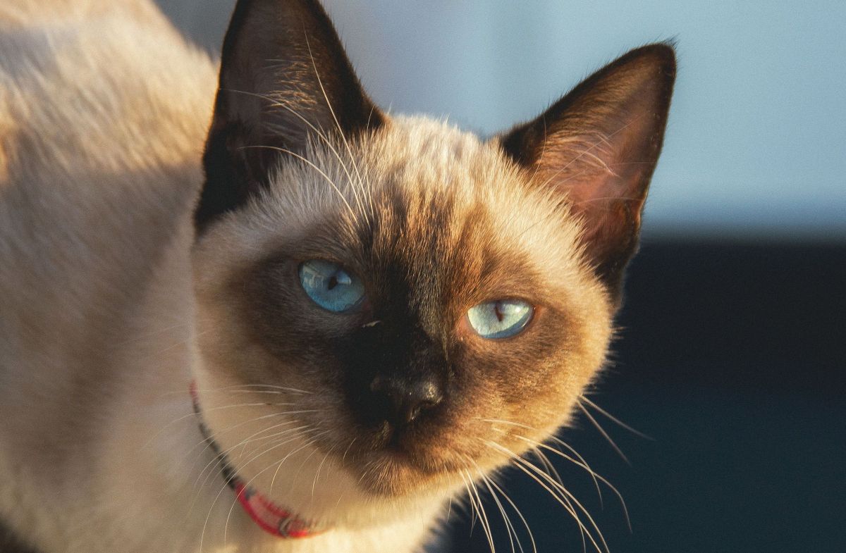 Gato siamês se tornou autor de artigo de física atômica em 1975 – ele assinou com a pata em uma das revistas mais prestigiadas do mundo