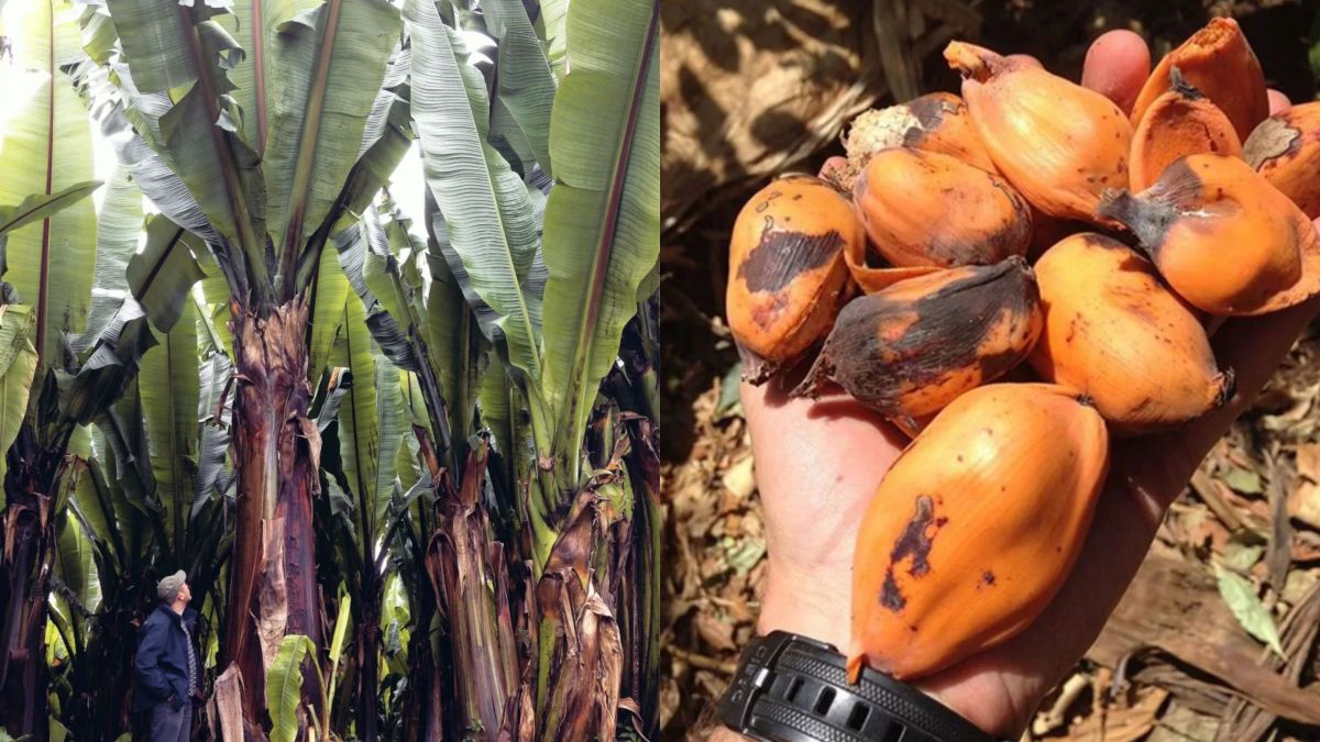 Parece uma banana gigante, mas seu fruto é intragável: a “planta milagrosa” que passa anos debaixo da terra e pode salvar milhões da fome