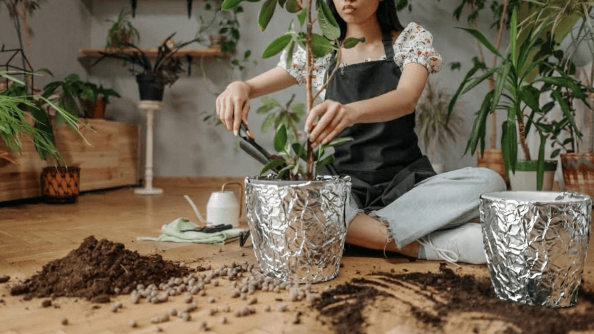 Planta seca rápido e não recebe sol o suficiente? Enrole o vaso em papel alumínio