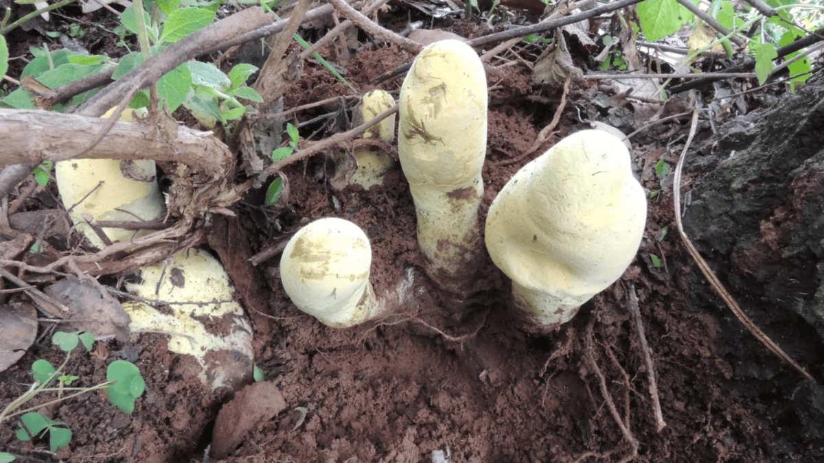 Recém-coroado “rei” dos fungos gigantes chega a incríveis 60 cm de altura; conheça o Dianjunus rex