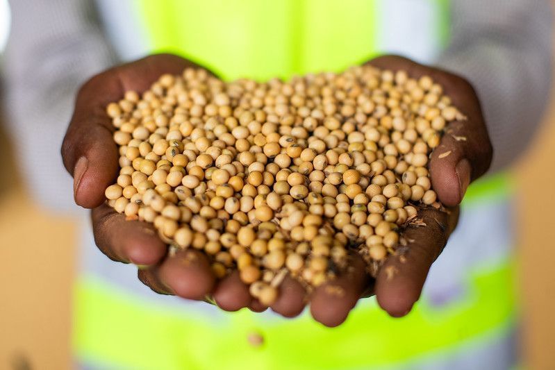 Soja sobe 1,7% em Chicago com colheita dos EUA abaixo do esperado