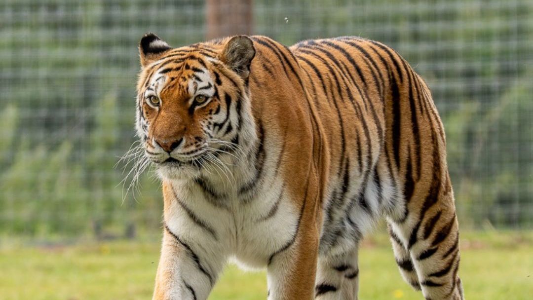 Tigre que matou homem no Reino Unido não será sacrificado, diz zoológico
