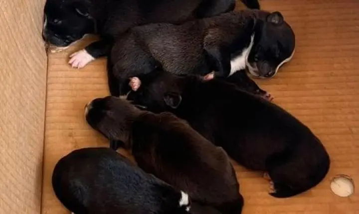 ABANDONO DE ANIMAIS - Seis filhotes são deixados em caixa em frente a comércio de Porto Velho
