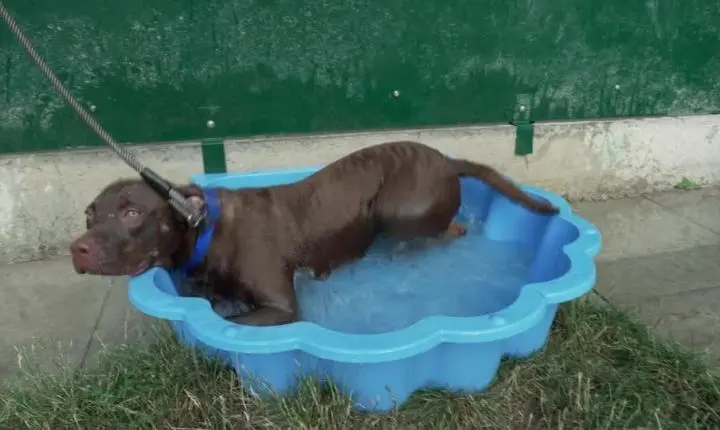 Banho em cachorro: especialistas explicam frequência certa