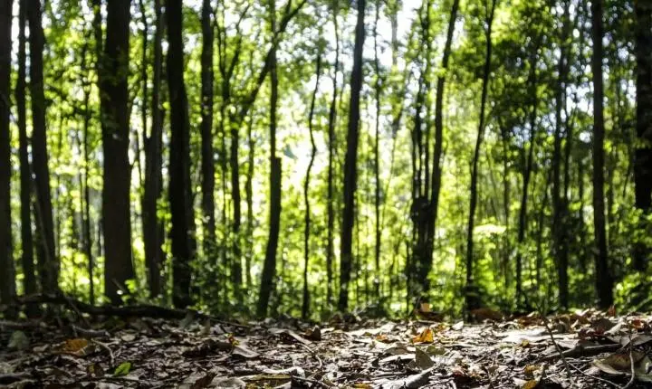 Brasil atinge recorde histórico de R$ 47,9 bilhões na produção florestal em 2025