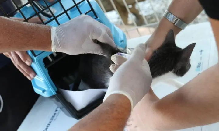 Confirmado caso de raiva em cão no Rio de Janeiro