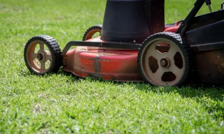 Cortar a grama muito curta na primavera pode matar o jardim: veja a altura ideal