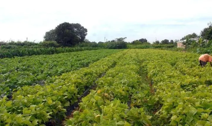 Crédito de R$ 64,3 milhões para segurança alimentar e povos indígenas