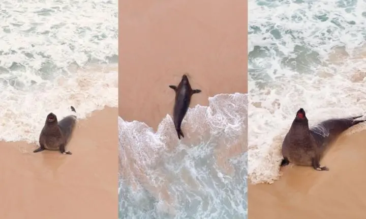 Elefante-marinho aparece em praias da zona sul do Rio de Janeiro