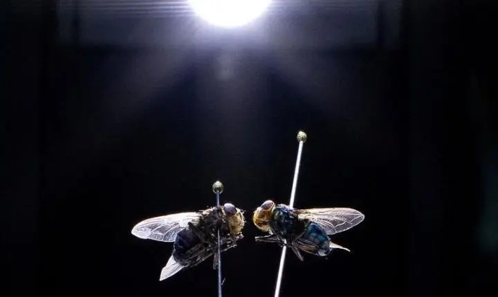 Estados Unidos confirmam primeiro caso de mosca-bicheira no Arizona
